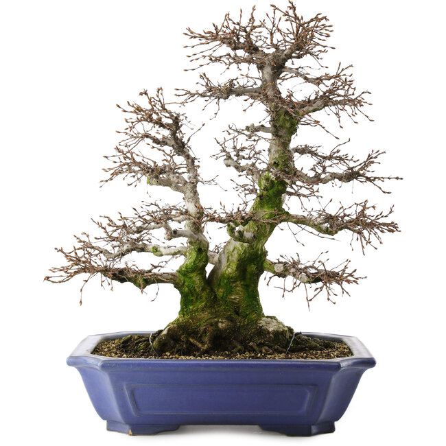 Carpinus coreana, 52,5 cm, ± 40 jaar oud, in pot met meerdere chips