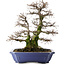 Carpinus coreana, 52,5 cm, ± 40 jaar oud, in pot met meerdere chips