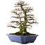 Carpinus coreana, 52,5 cm, ± 40 jaar oud, in pot met meerdere chips