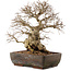 Carpinus coreana, 40 cm, ± 40 jaar oud