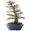 Carpinus coreana, 52,5 cm, ± 40 ans, en pot avec plusieurs copeaux