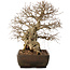 Carpinus coreana, 40 cm, ± 40 ans