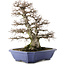 Carpinus coreana, 52,5 cm, ± 40 jaar oud, in pot met meerdere chips