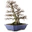 Carpinus coreana, 52,5 cm, ± 40 Jahre alt, in einem Topf mit mehreren Chips