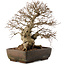 Carpinus coreana, 40 cm, ± 40 Jahre alt