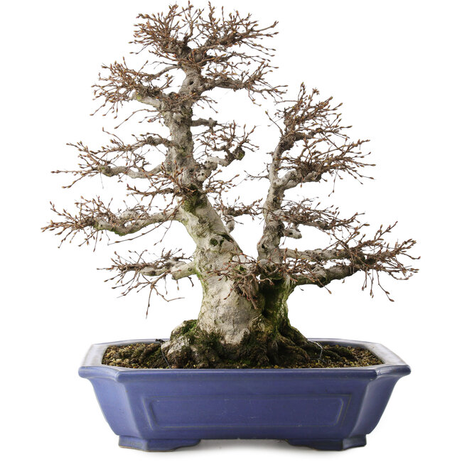 Carpinus coreana, 52,5 cm, ± 40 años, en maceta con múltiples astillas