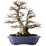 Carpinus coreana, 52,5 cm, ± 40 anni, in vaso con numerosi chip