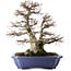 Carpinus coreana, 52,5 cm, ± 40 Jahre alt, in einem Topf mit mehreren Chips