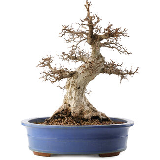 Carpinus coreana, 48 cm, ± 40 años