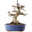 Carpinus coreana, 48 cm, ± 40 Jahre alt