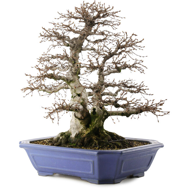 Carpinus coreana, 52,5 cm, ± 40 ans, en pot avec plusieurs copeaux