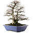 Carpinus coreana, 52,5 cm, ± 40 ans, en pot avec plusieurs copeaux