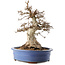 Carpinus coreana, 48 cm, ± 40 anni