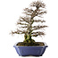 Carpinus coreana, 52,5 cm, ± 40 ans, en pot avec plusieurs copeaux