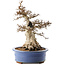 Carpinus coreana, 48 cm, ± 40 ans