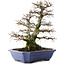 Carpinus coreana, 52,5 cm, ± 40 jaar oud, in pot met meerdere chips