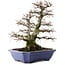 Carpinus coreana, 52,5 cm, ± 40 Jahre alt, in einem Topf mit mehreren Chips