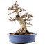 Carpinus coreana, 48 cm, ± 40 anni