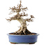 Carpinus coreana, 48 cm, ± 40 Jahre alt