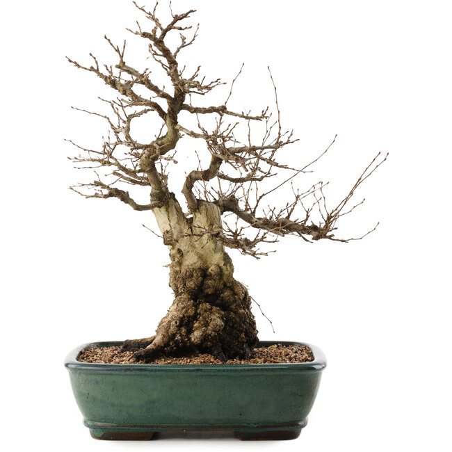 Carpinus coreana, 47,5 cm, ± 40 jaar oud