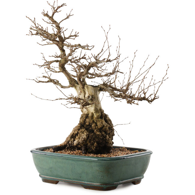 Carpinus coreana, 47,5 cm, ± 40 anni