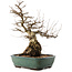 Carpinus coreana, 47,5 cm, ± 40 jaar oud