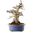 Carpinus coreana, 48 cm, ± 40 ans