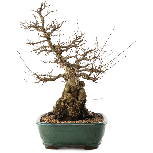 Carpinus coreana, 47,5 cm, ± 40 years old