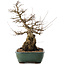 Carpinus coreana, 47,5 cm, ± 40 jaar oud