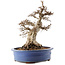 Carpinus coreana, 48 cm, ± 40 anni