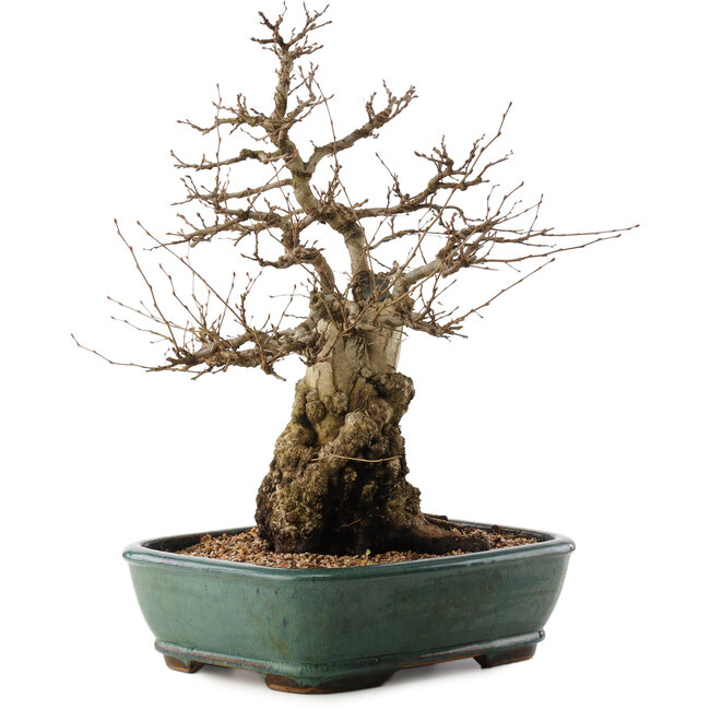 Carpinus coreana, 47,5 cm, ± 40 Jahre alt