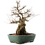 Carpinus coreana, 47,5 cm, ± 40 ans