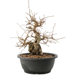 Carpinus coreana, 25 cm, ± 40 anni