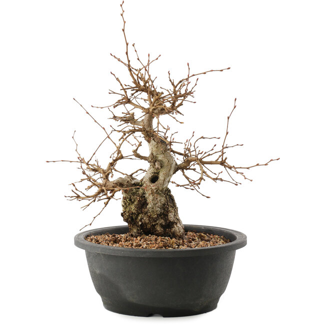 Carpinus coreana, 25 cm, ± 40 anni