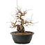 Carpinus coreana, 25 cm, ± 40 ans