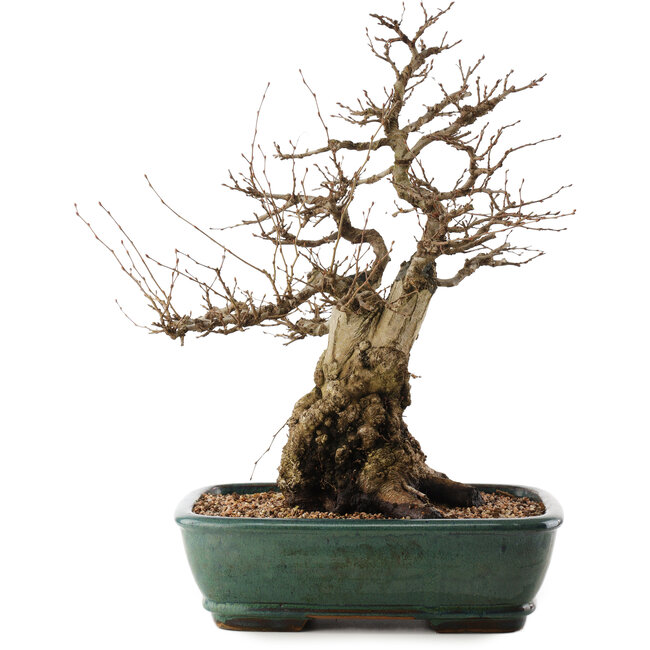 Carpinus coreana, 47,5 cm, ± 40 years old