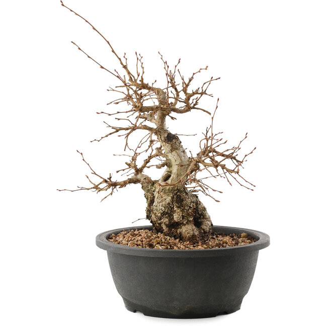 Carpinus coreana, 25 cm, ± 40 jaar oud