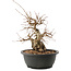 Carpinus coreana, 25 cm, ± 40 ans