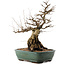 Carpinus coreana, 47,5 cm, ± 40 ans