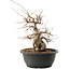 Carpinus coreana, 25 cm, ± 40 ans