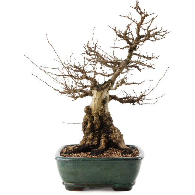 Carpinus coreana, 47,5 cm, ± 40 años