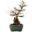 Carpinus coreana, 47,5 cm, ± 40 jaar oud