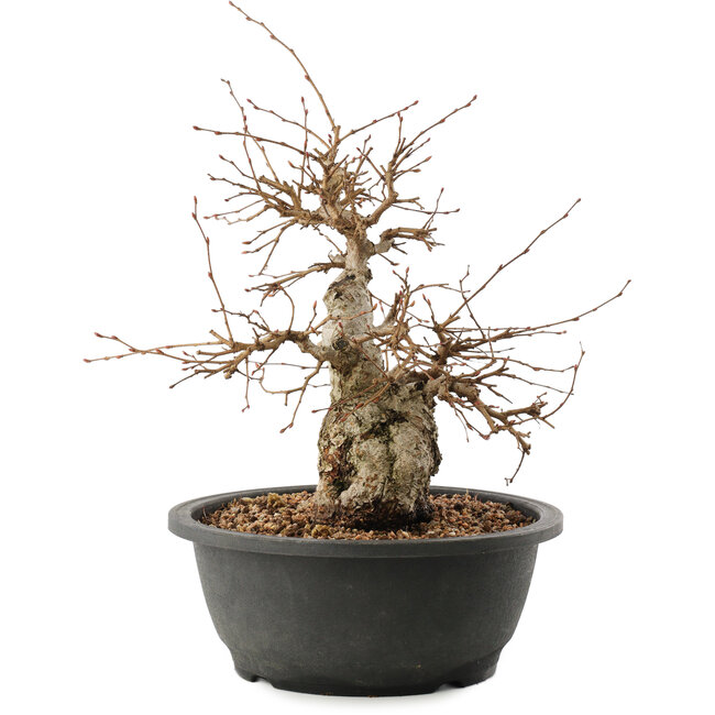 Carpinus coreana, 25 cm, ± 40 ans
