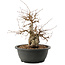 Carpinus coreana, 25 cm, ± 40 anni