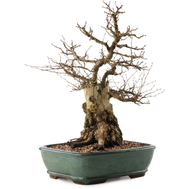 Carpinus coreana, 47,5 cm, ± 40 anni