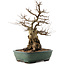 Carpinus coreana, 47,5 cm, ± 40 jaar oud