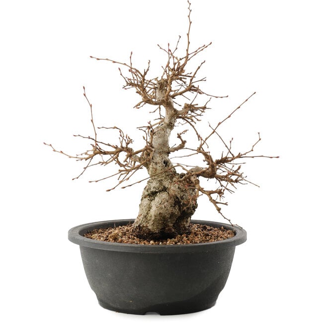 Carpinus coreana, 25 cm, ± 40 anni