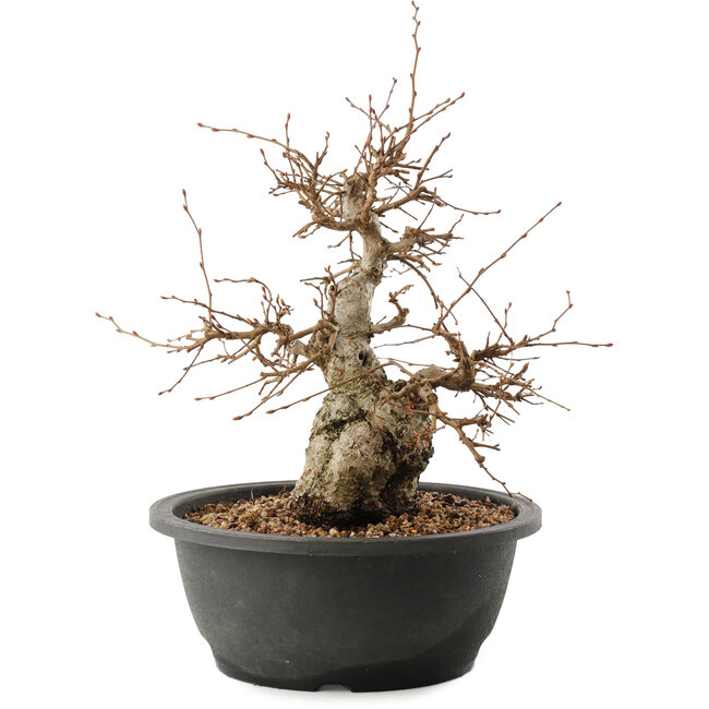 Carpinus coreana, 25 cm, ± 40 ans