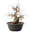 Carpinus coreana, 25 cm, ± 40 ans