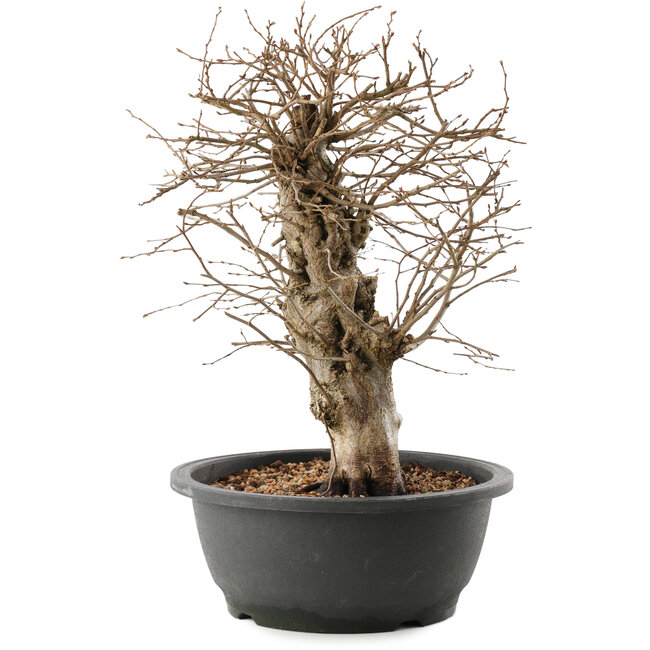 Carpinus coreana, 32,5 cm, ± 40 jaar oud